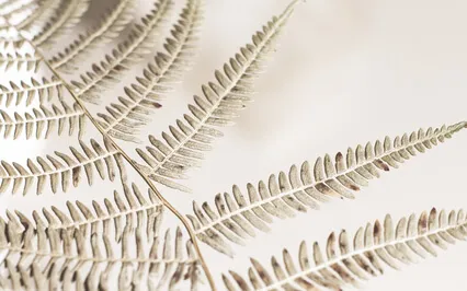 Mantra Meditation 5" | To Soften And Relax