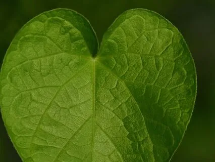 Mantra Meditation: I Am Calm