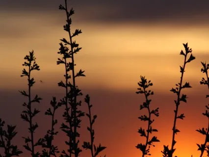 Mantra Meditation: Jah-Bah-Lee