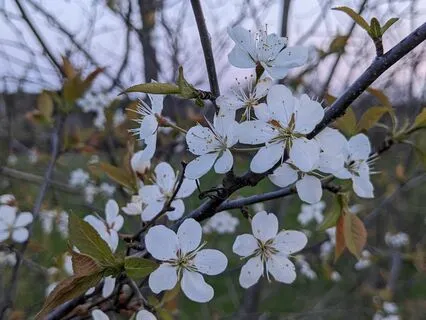 Rising Vibration: A Flute Journey