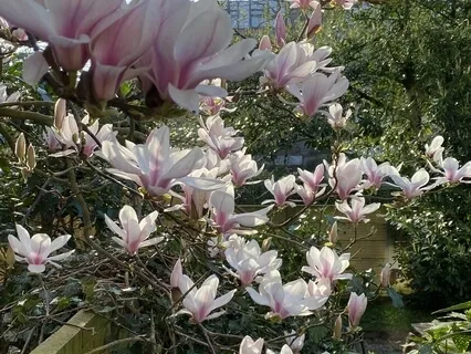 Mantra Of Compassion