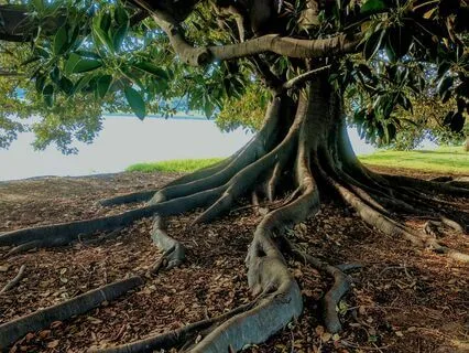 Mantras Under The Maple Tree