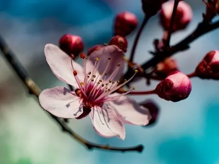 Mantres Jo Sóc - Català