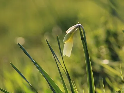 Mantres per Apreciar el que Tenim 