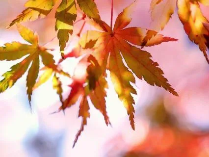 Maple Tree Spirit: Trust Your Timing & Letting Go