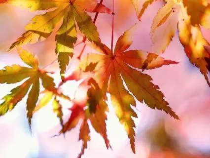 Maple Tree Spirit: Trust Your Timing & Letting Go