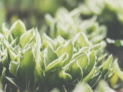 March 2021 Melodic Incantation