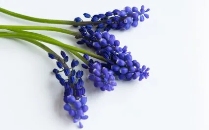 March Gratitude Meditation - Guided Meditation