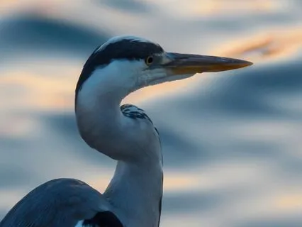 Maren’s Blue Heron
