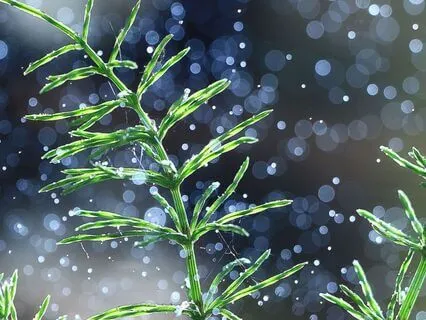 Marshland Rainfall Serenity