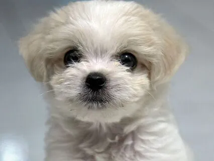 Marshmallow The Doggie And The Puddle/Gentle Sleep