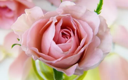 Mary Magdalene: Healing The Divine Within