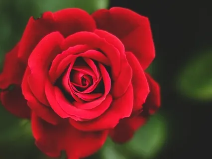 Mary Magdalene: Purification Transmission