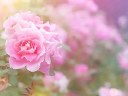 Mary Magdalene Transmission: The Alchemy Of Grace Meditation