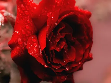 Mary Magdalene Womb Healing Meditation