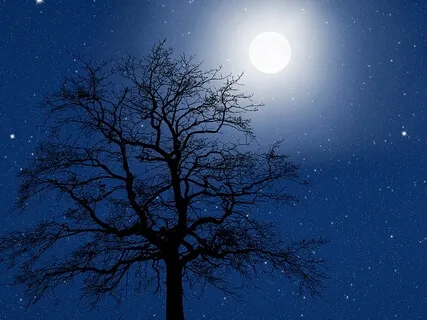 Mary Oliver Poetry For Sleep | Grounded Sleep Episode #30