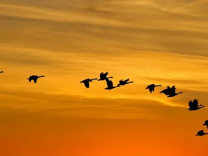 Mary Oliver Wild Geese