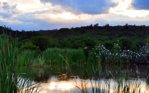 Mary Oliver's Poetry Series: The Ponds + Morning Poem + Sun