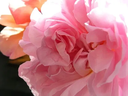 Masquerading As Hope