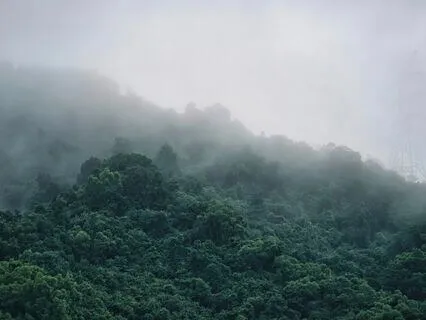 Massive Forest Rain - Nature Sounds - Natural White Noise