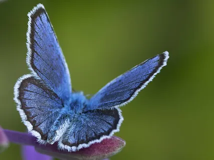 Master Of The Universe (Adon Olam)