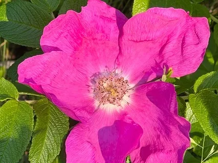 Master Your Abundance Blueprint