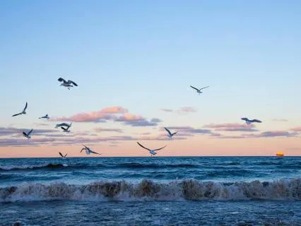 Mastering The Mind — The Waves And The Two Wings