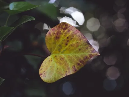 Mastering Your Overwhelm