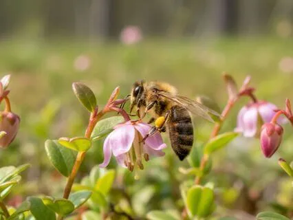 Mastery Over Looping Thoughts