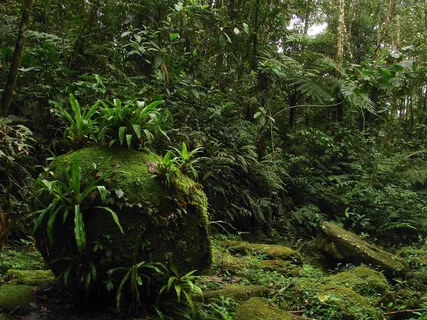 Mata Atlântica Soundscapes • Arapongas And Forest Beings • Midday