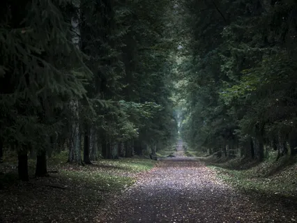 Mata Atlântica Soundscapes • Barking, Hoots And Macaws • Evening