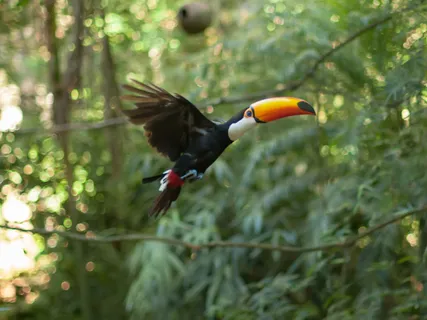 Mata Atlântica Soundscapes • Birds Symphony • Afternoon