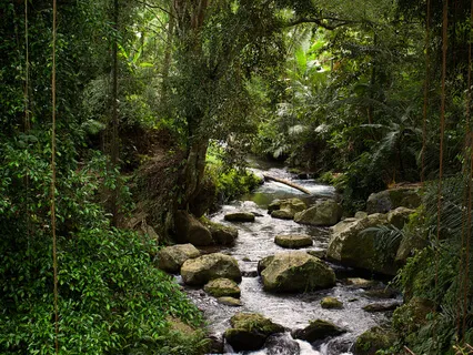 Mata Atlântica Soundscapes • River, Roosters And Birds • Dawn