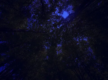 Mata Atlântica Soundscapes • Symphony Of Crickets • Night