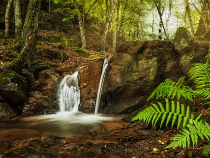 Mata Atlântica Soundscapes • Walk To The Fountain • Vespertine