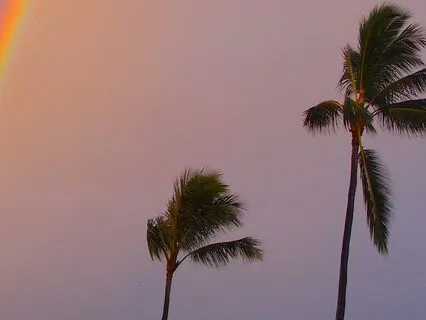 Maui Morning Stream With Birds And Music