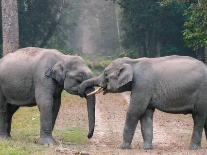 May All Beings Be Happy & Free