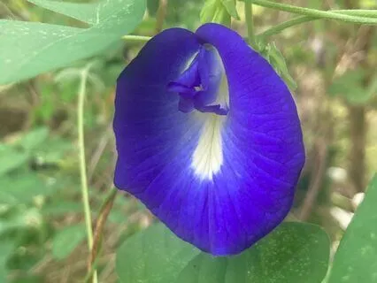 May All Your Flowers Bloom