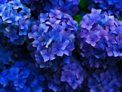 May - Blossom Breath