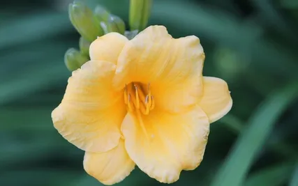 May Energy Activation (Reiki Infused)