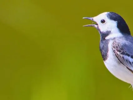 May (Extended Version)