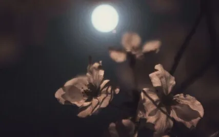 May Flower Full Moon Meditation