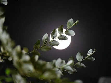 May Flower Full Moon Meditation