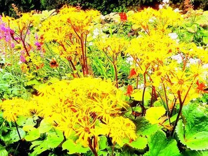 May You Always Walk in Sunshine, a practice for pleasure.