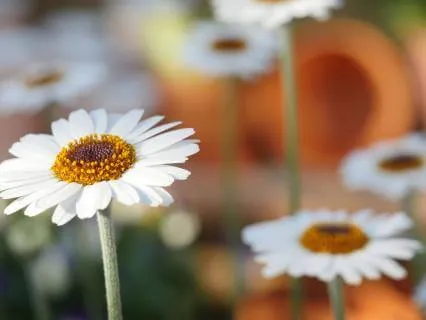 May You Be Happy (Loving Kindness)