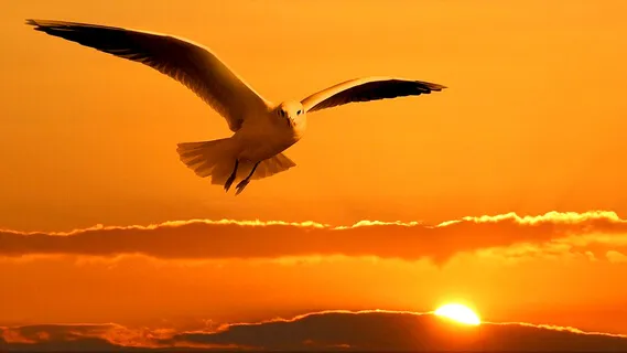 May You Find Freedom - Harp And Violin