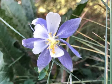 MBCT 3 Minute Breathing Space