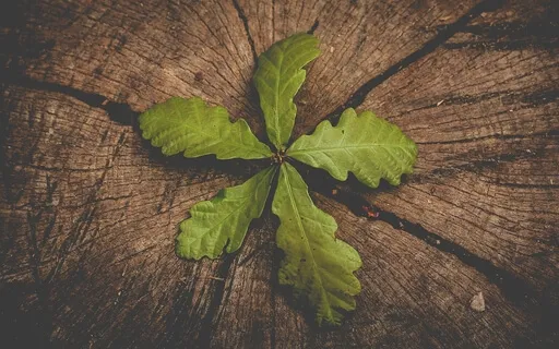 MBCT-L Sitting Practice, Grounding In This Moment