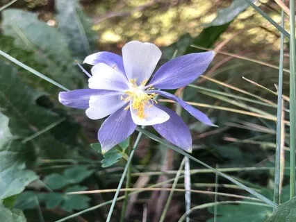 MBCT Mindful Movement