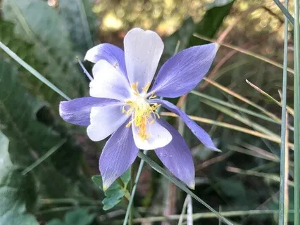 MBCT Mindfulness Of Breath